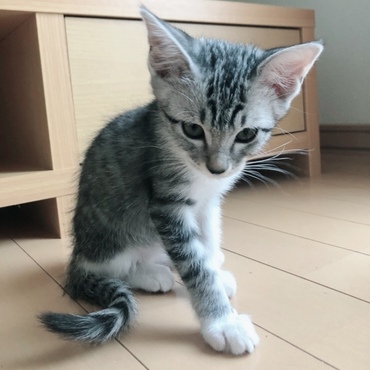ネネの写真