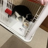 食事処はケージ