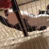 ケージ上もお気に入り