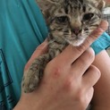 キュウリ子猫☆オス☆ギジ