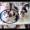 生後2カ月の可愛い子猫の里親募集。予防接種済み譲渡