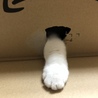 生後9ヶ月 まだまだ箱好き