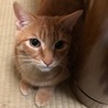美加まま