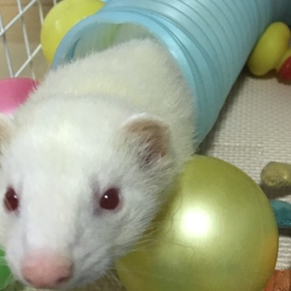 一時停止しております。フェレット一歳半の男の子