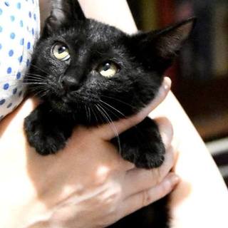 べっぴんさんのノリちゃんです。