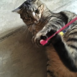 HAL、甘噛み記念。