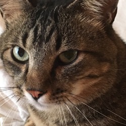 「HAL、甘噛み記念。」サムネイル3