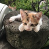 マオchan
