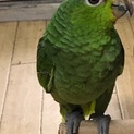 ボウシインコ1羽飼い出来る方お願いします。