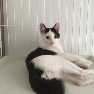 きゅ-ちゃん家族求む