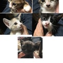 仔猫の里親さん募集中