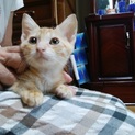 猫茶太郎2か月家族求む