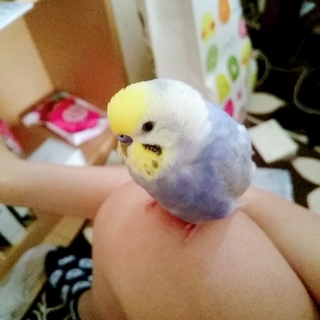 甘えん坊のセキセイインコの里親募集