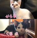 から、くる
