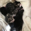 急募生後4日 哺乳期の子猫４匹