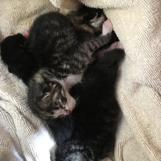 急募生後4日 哺乳期の子猫４匹