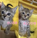 きいろ、オレンジ