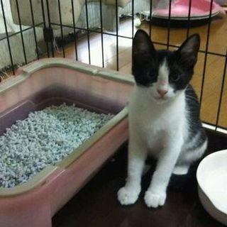 仮称「福ちゃん」を幸せにして下さい！m(__)m