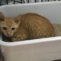 美猫姉妹の小夜ちゃん
