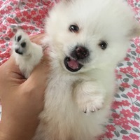 シロクマみたいなチワニアン♥︎