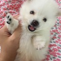 シロクマみたいなチワニアン♥︎