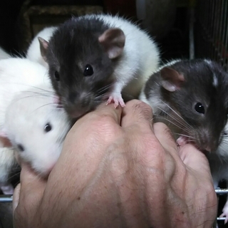 多くのご応募、有難うございました＜ラット５月生＞