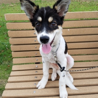 生後5〜6ヵ月の男の子（トライアル予定）