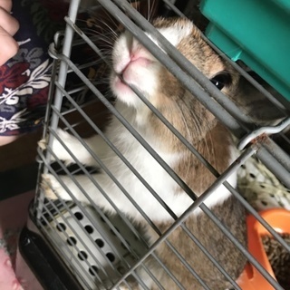 可愛いうさぎちゃんです！
