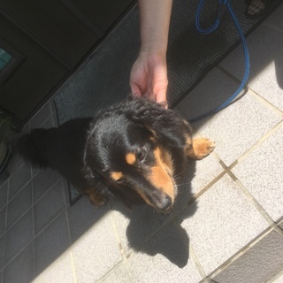 飼い主さん死亡のため募集中