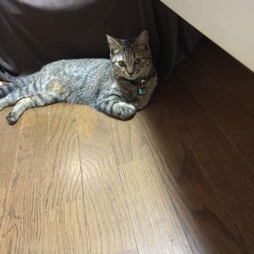 こちらで譲っていただきました。もうすぐ1年になります。