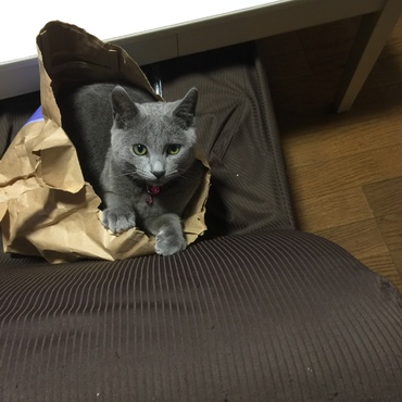 こちらで2匹一緒に譲っていただきました。いたずら大好きニャンコ