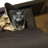 こちらで2匹一緒に譲っていただきました。いたずら大好きニャンコ