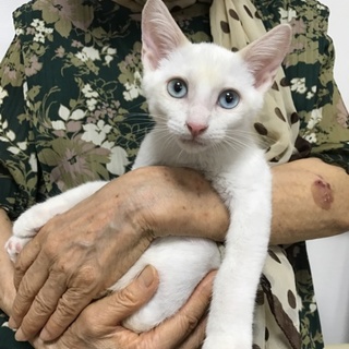 緊急里親募集中！！