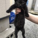 ＊２ヶ月男の子クロちゃん＊