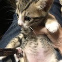 キジトラちゃんオス