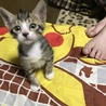 キジトラちゃんオス サムネイル2