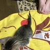 キジトラちゃんオス サムネイル3