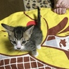 キジトラちゃんオス サムネイル4