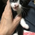 ハチワレ、ソックス大人しいオス
