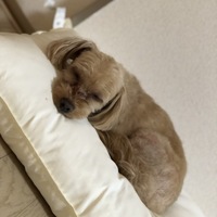 胡桃