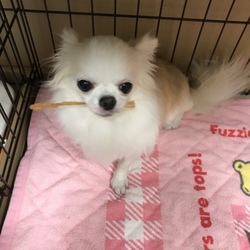 特別なシャンプー