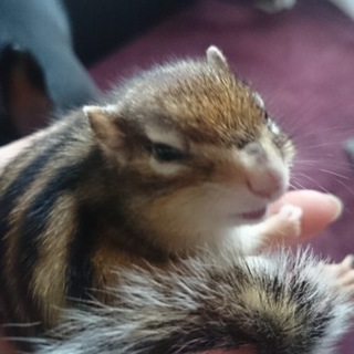 ［急募］シマリスの里親募集！