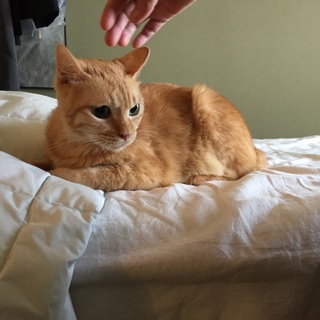 ちょっと人見知りな女の子