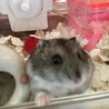チロル25
