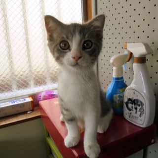 スコテッィシュ　子猫３か月　男の子