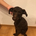 10か月のトイプーの里親さん募集します