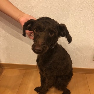 10か月のトイプーの里親さん募集します