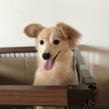 問い合わせが多いため募集停止中