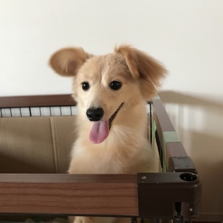 問い合わせが多いため募集停止中