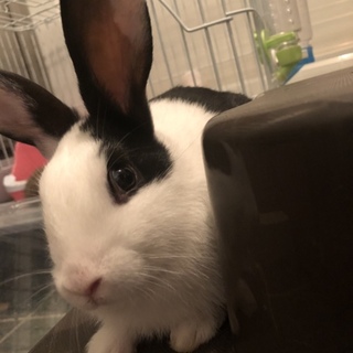 うさぎの里親募集中です